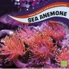 Sea Anemones (Paperback) - Jody S Rake Photo