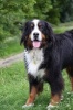 Bernese Mountain Dog Looking at You Journal - 150 Page Lined Notebook/Diary (Paperback) - Cool Image Photo