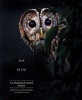 The Enigma of the Owl - An Illustrated Natural History (Hardcover) - Mike Unwin Photo