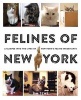 Felines of New York - A Glimpse Into the Lives of New York's Feline Inhabitants (Paperback) - Jim Tews Photo