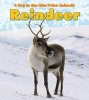 Reindeer (Hardcover) - Katie Marsico Photo