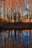 Autumn Trees at the Lake Journal - 150 Page Lined Notebook/Diary (Paperback) - Cool Image Photo