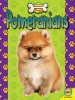 Pomeranians (Hardcover) - Susan H Gray Photo