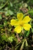 Yellow Potentilla Erecta Tormentil Flower Blooming - Blank 150 Page Lined Journal for Your Thoughts, Ideas, and Inspiration (Paperback) - Unique Journal Photo