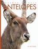 Antelopes (Paperback) - Kate Riggs Photo