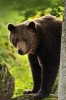 Brown Bear Checking You Out Journal - 150 Page Lined Notebook/Diary (Paperback) - Cool Image Photo