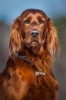 Gorgeous Copper Red Irish Setter Dog Journal - 150 Page Lined Notebook/Diary (Paperback) - Cs Creations Photo