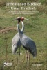 Threatened Birds of Uttar Pradesh (Paperback) - Asad R Rahmani Photo