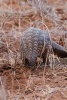 Pangolin in the Desert Animal Journal - 150 Page Lined Notebook/Diary (Paperback) - Cs Creations Photo