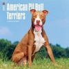 American Pit Bull Terriers 2017 Square (Calendar) - Inc Browntrout Publishers Photo