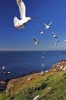 Flock of Seagulls on the Coast Journal - 150 Page Lined Notebook/Diary (Paperback) - Cool Image Photo