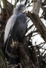 Beautiful Grey African Harrier Hawk in a Tree - Blank 150 Page Lined Journal for Your Thoughts, Ideas, and Inspiration (Paperback) - Unique Journal Photo