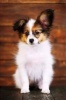 Say Hello to the Papillon Puppy Dog Journal - 150 Page Lined Notebook/Diary (Paperback) - Cool Image Photo