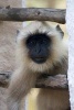 Hanuman Gray Langur Monkey Journal - 150 Page Lined Notebook/Diary (Paperback) - Cs Creations Photo