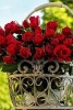 Fresh Cut Red Roses in a Steel Basket - Blank 150 Page Lined Journal for Your Thoughts, Ideas, and Inspiration (Paperback) - Unique Journal Photo