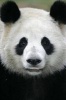 Say Hello to the Giant Panda Journal - 150 Page Lined Notebook/Diary (Paperback) - Cool Image Photo