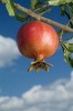 Pomegranate on a Branch Fruit Journal - 150 Page Lined Notebook/Diary (Paperback) - Cool Image Photo