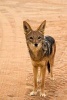 European Jackal Animal Journal - 150 Page Lined Notebook/Diary (Paperback) - Cs Creations Photo