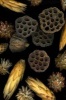 Lotus Pods and Seeds Journal - 150 Page Lined Notebook/Diary (Paperback) - Cool Image Photo