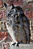 Wise Looking Eagle Owl Perched on a Pole - African American Civil War Soldier Monument in Boston (Paperback) - Unique Journal Photo