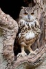 European Eagle Owl in a Tree Hollow Journal - 150 Page Lined Notebook/Diary (Paperback) - Cool Image Photo