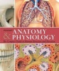 Pocket Anatomy & Physiology - The Compact Guide to the Human Body and How It Works (Paperback) - Ken Ashwell Bmedsc Mbbs Phd Photo