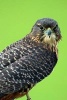 The New Zealand Falcon, Birds of the World - Blank 150 Page Lined Journal for Your Thoughts, Ideas, and Inspiration (Paperback) - Unique Journal Photo