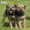 Border Terrier Calendar 2017 (Calendar) - Avonside Publishing Ltd Photo