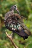 Dark Bird Hadada Ibis (Bostrychia Hagedash) Journal - 150 Page Lined Notebook/Diary (Paperback) - Cool Image Photo