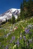 Mt. Ranier and Wildflowers Cascade Mountain Range Pacific Northwest Journal - 150 Page Lined Notebook/Diary (Paperback) - Cs Creations Photo