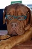 Handsome French Mastiff with Reading Glasses Dog Journal - 150 Page Lined Notebook/Diary (Paperback) - Cs Creations Photo