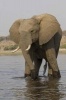 Bull Elephant in the River Journal - 150 Page Lined Notebook/Diary (Paperback) - Cool Image Photo