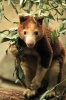 Huon Tree Kangaroo Journal - 150 Page Lined Notebook/Diary (Paperback) - Cool Image Photo