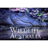 Wildlife Australia (Paperback) - Murray Unkovich Photo