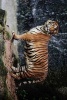 A Large Tiger Standing by a Waterfall - Blank 150 Page Lined Journal for Your Thoughts, Ideas, and Inspiration (Paperback) - Unique Journal Photo