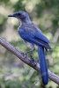 Long Tailed Jay Bird Journal - 150 Page Lined Notebook/Diary (Paperback) - Cs Creations Photo