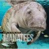 Face to Face with Manatees (Paperback) - Brian Skerry Photo