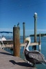 Pelican in Key West Florida Bird Journal - 150 Page Lined Notebook/Diary (Paperback) - Cs Creations Photo