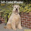 Soft Coated Wheaten Terrier Calendar 2017 (Paperback) - Avonside Publishing Ltd Photo