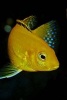 Yellow Fish in the Aquarium Journal - 150 Page Lined Notebook/Diary (Paperback) - Cs Creations Photo