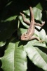 Irritated Lizard on a Leaf Journal - 150 Page Lined Notebook/Diary (Paperback) - Cs Creations Photo