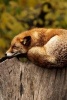 A Fox Resting on Top of a Log - Blank 150 Page Lined Journal for Your Thoughts, Ideas, and Inspiration (Paperback) - Unique Journal Photo