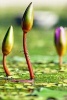 Water Lilies Buds Coming Up, for the Love of Flowers - Blank 150 Page Lined Journal for Your Thoughts, Ideas, and Inspiration (Paperback) - Unique Journal Photo