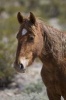 A Wild Horse in the Nevada Desert Journal - 150 Page Lined Notebook/Diary (Paperback) - Cs Creations Photo