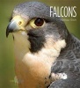 Falcons (Hardcover) - Melissa Gish Photo