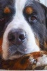 Bernese Mountain Dog Resting on His Paws - Blank 150 Page Lined Journal for Your Thoughts, Ideas, and Inspiration (Paperback) - Unique Journal Photo