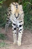 Serval Wild Cat Journal - 150 Page Lined Notebook/Diary (Paperback) - Cool Image Photo