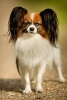 Adorable Little Papillon Dog Journal - 150 Page Lined Notebook/Diary (Paperback) - Cs Creations Photo