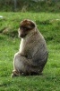 A Barbary Ape Relaxing in the Grass, for the Love of Animals - Blank 150 Page Lined Journal for Your Thoughts, Ideas, and Inspiration (Paperback) - Unique Journal Photo