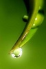 Dew about to Drip Off the Tip of a Leaf - Blank 150 Page Lined Journal for Your Thoughts, Ideas, and Inspiration (Paperback) - Unique Journal Photo